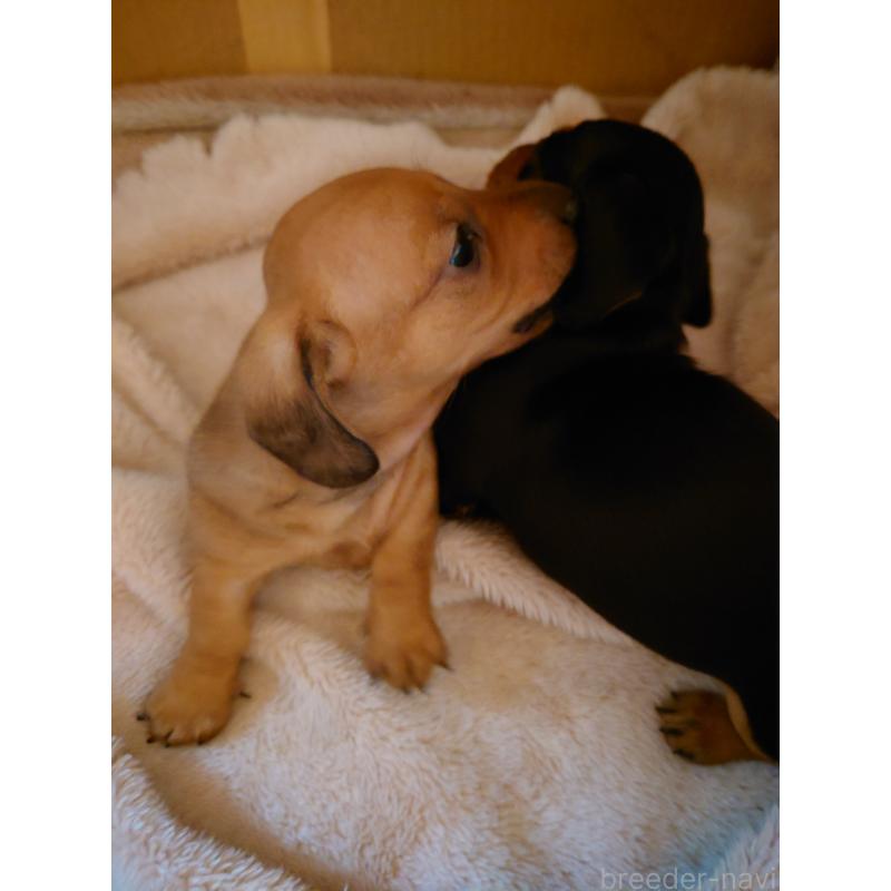 販売中の長野県のミニチュアダックスフンド(スムースヘアード)-441213の7枚目