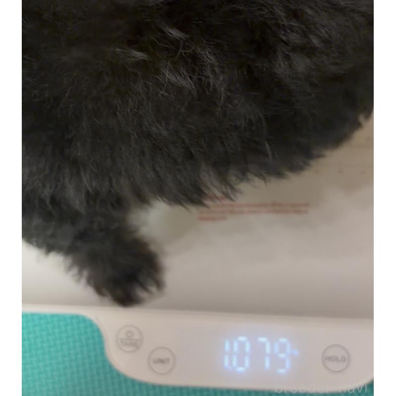 成約済の埼玉県のチワプー:チワワ×トイプードル-425759の3枚目