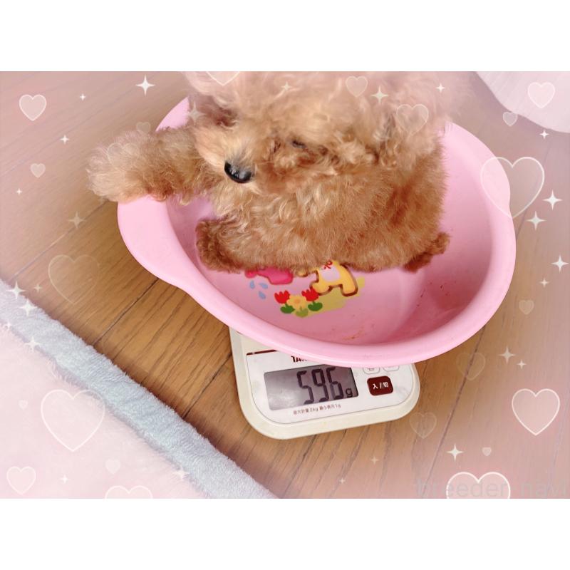 販売中の熊本県のティーカッププードル-441234の2枚目