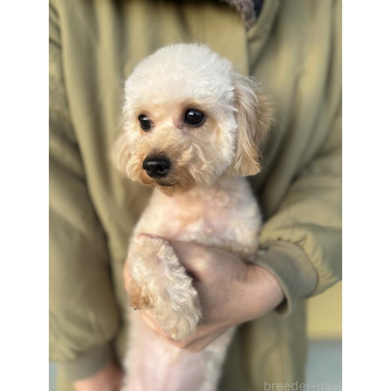 販売中の熊本県のトイプードル-389969の4枚目