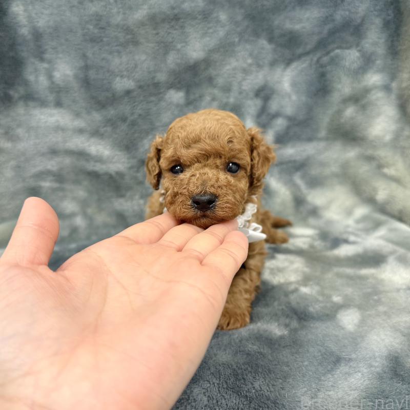 販売中の愛知県のトイプードル-441323の6枚目