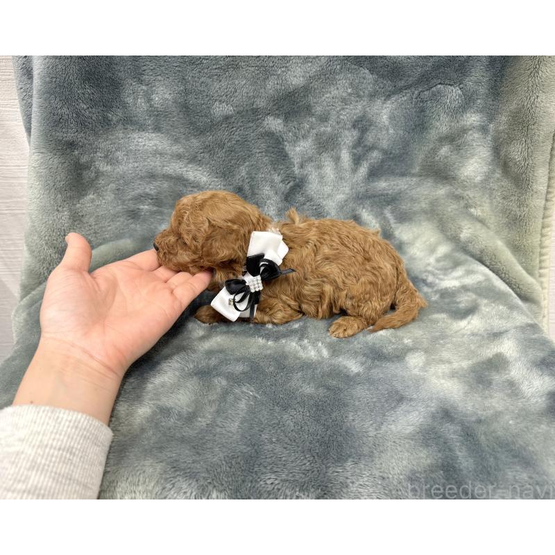 販売中の愛知県のトイプードル-441323の5枚目