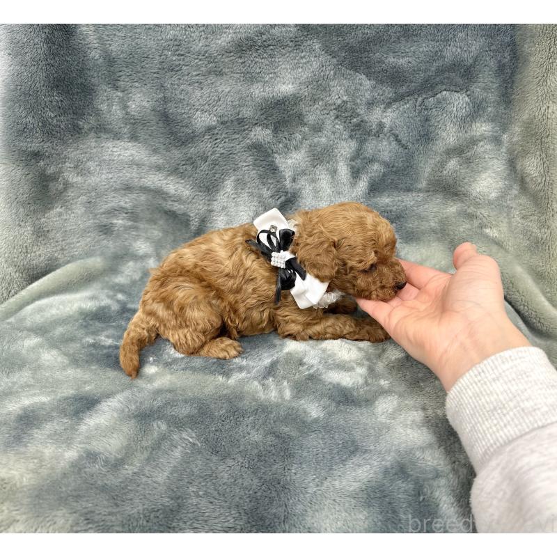 販売中の愛知県のトイプードル-441323の4枚目