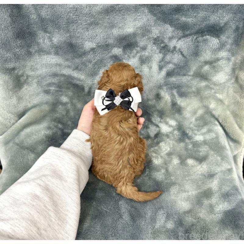 販売中の愛知県のトイプードル-441323の3枚目