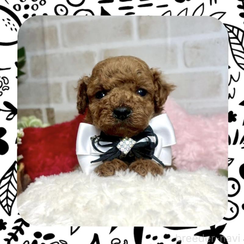 販売中の愛知県のトイプードル-441323の1枚目