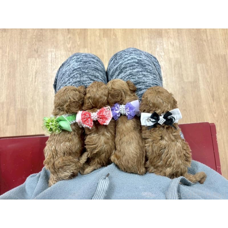 販売中の愛知県のトイプードル-441323の2枚目