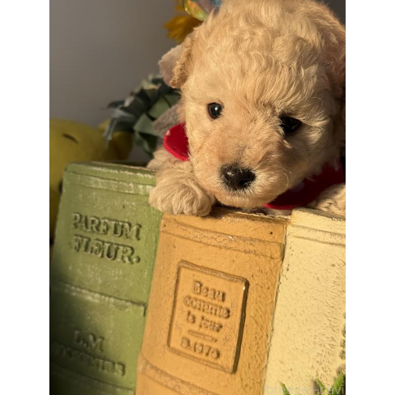 成約済の宮崎県のタイニープードル-440401の5枚目