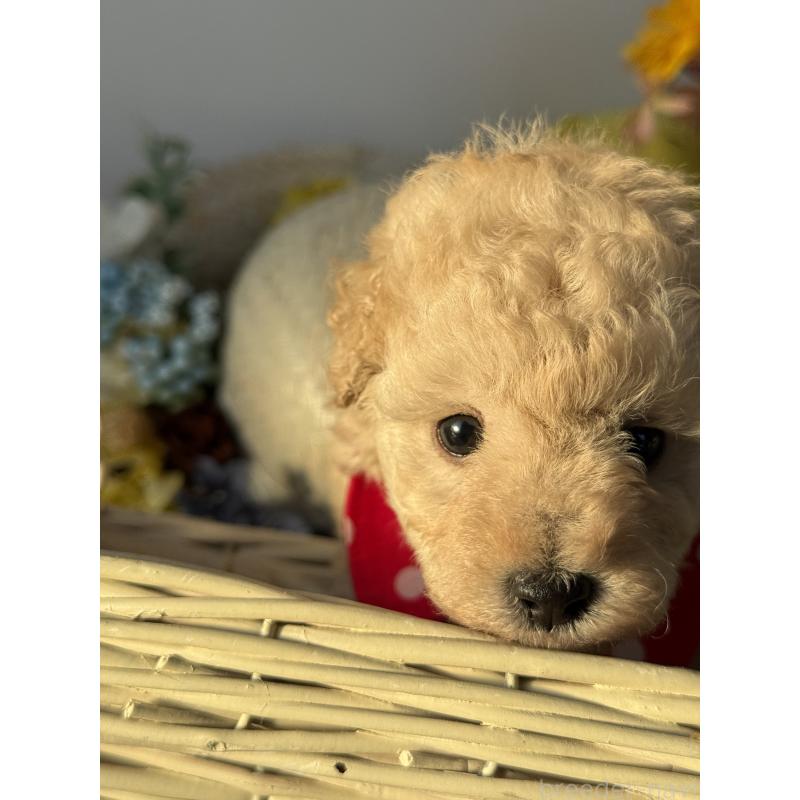 成約済の宮崎県のタイニープードル-440401の4枚目