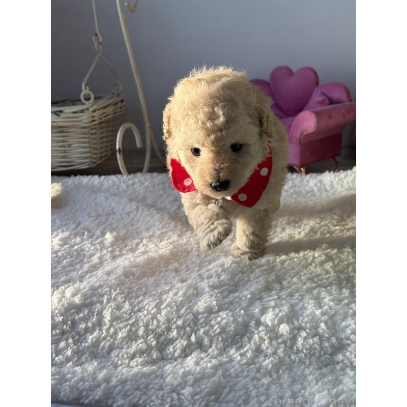 成約済の宮崎県のタイニープードル-440401の3枚目