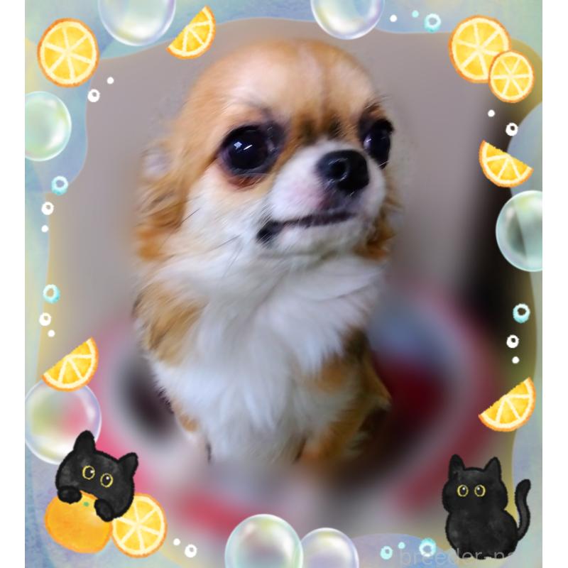 HACHI🎤ちゃん1枚目