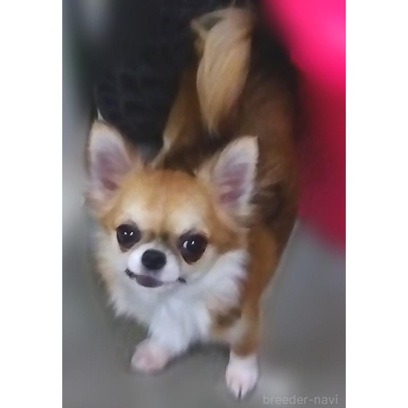 HACHI🎤ちゃん1枚目