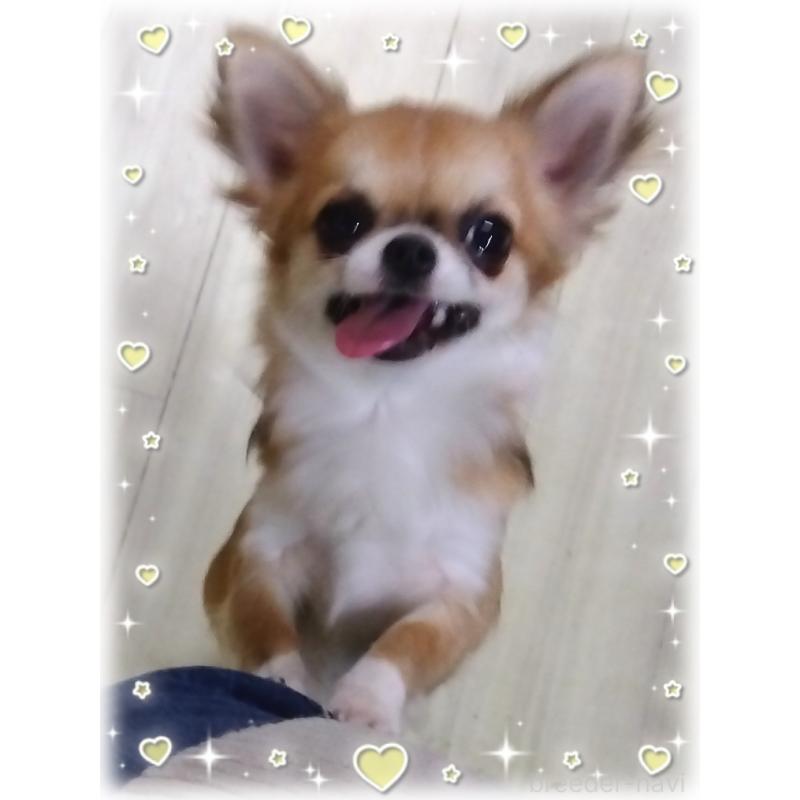 HACHI🎤ちゃん1枚目