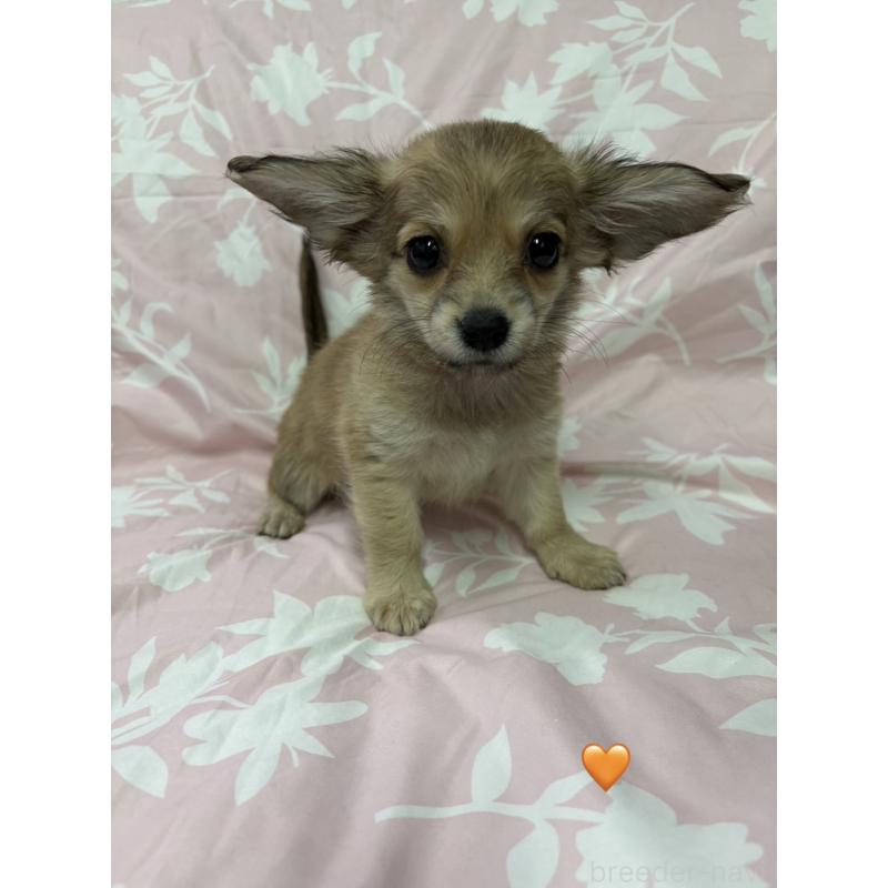 販売中の愛知県のチワックス:チワワ×ミニチュアダックスフンド-430807の9枚目