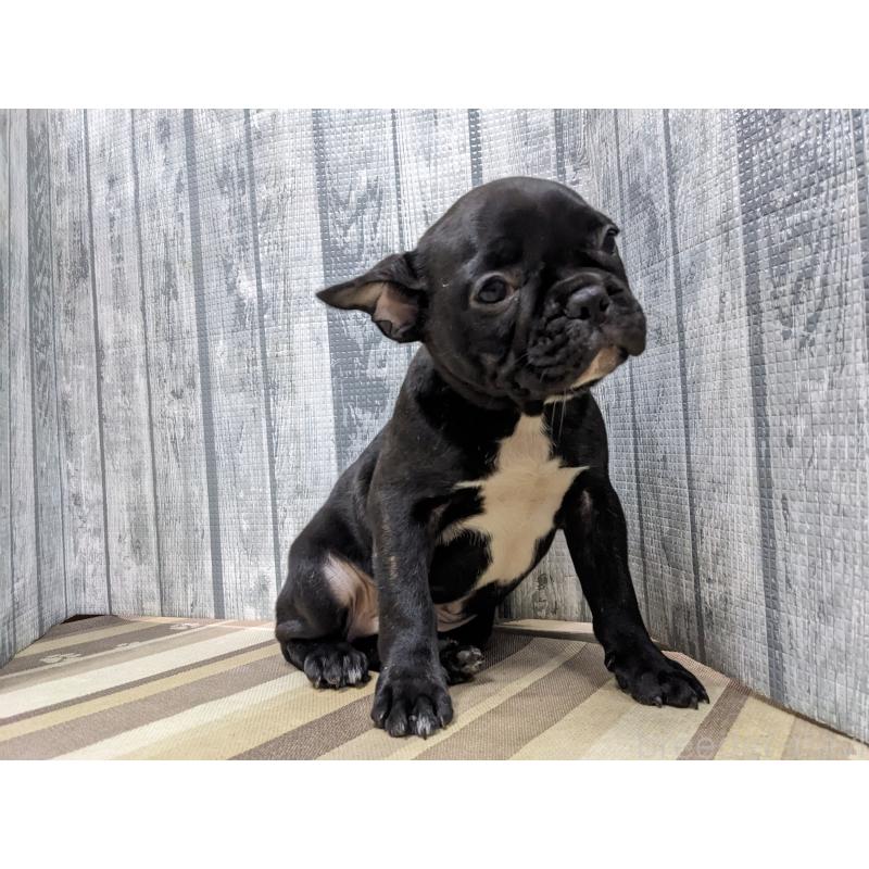 販売中の埼玉県のフレンチブルドッグ-441095の5枚目