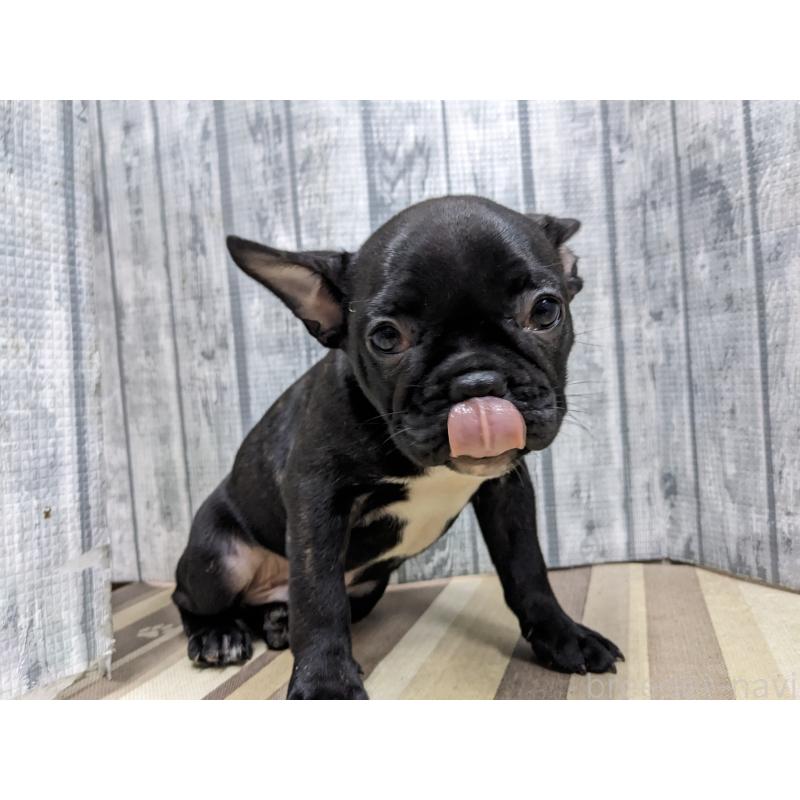 販売中の埼玉県のフレンチブルドッグ-441095の3枚目