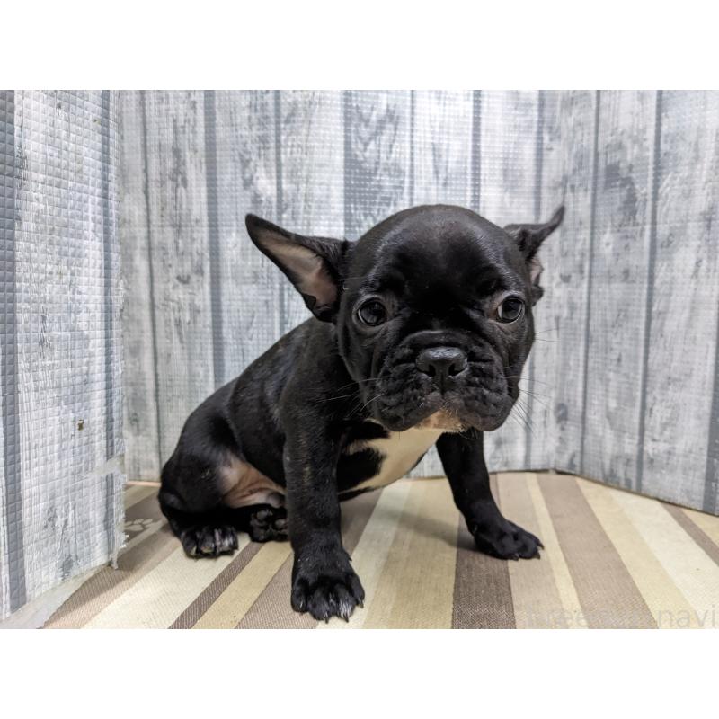 販売中の埼玉県のフレンチブルドッグ-441095の2枚目