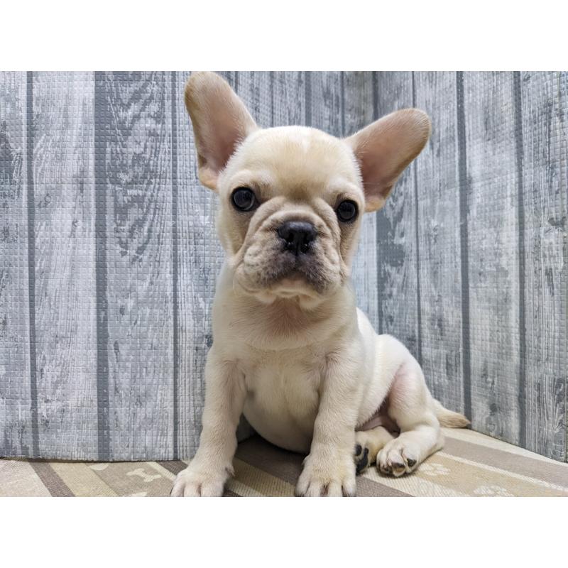 販売中の埼玉県のフレンチブルドッグ-441096の5枚目