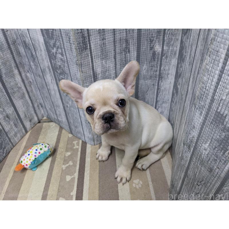 販売中の埼玉県のフレンチブルドッグ-441096の2枚目