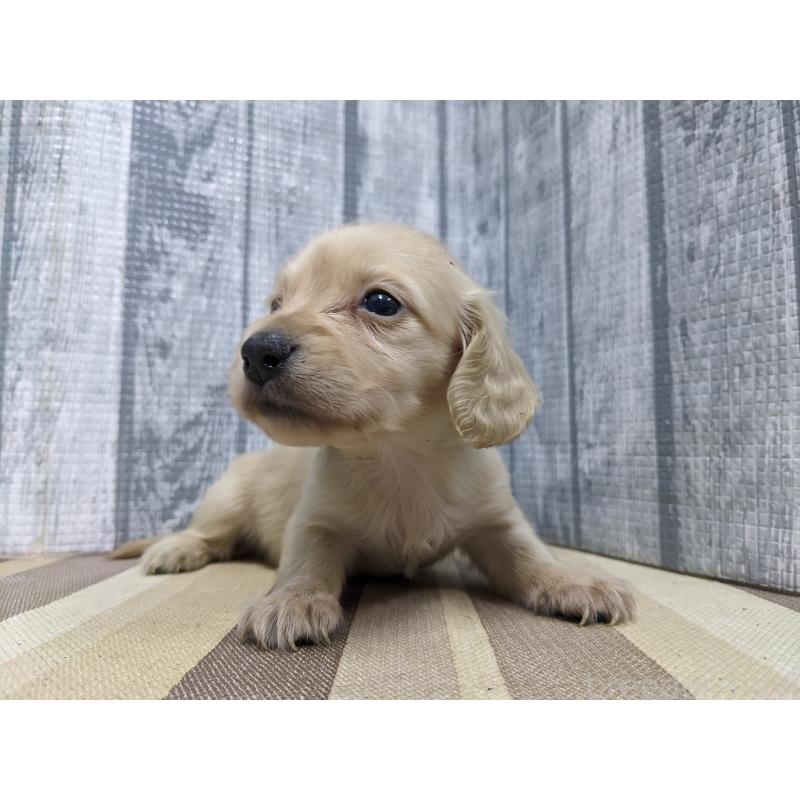 販売中の埼玉県のミニチュアダックスフンド(ロングヘアード)-441097の5枚目