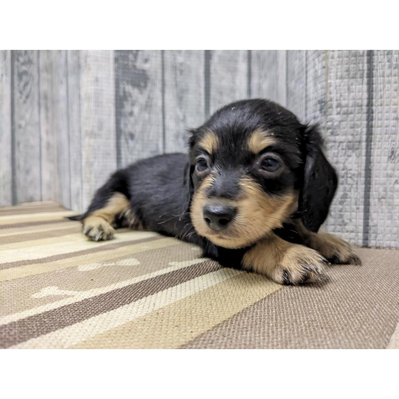 販売中の埼玉県のミニチュアダックスフンド(ロングヘアード)-441098の6枚目