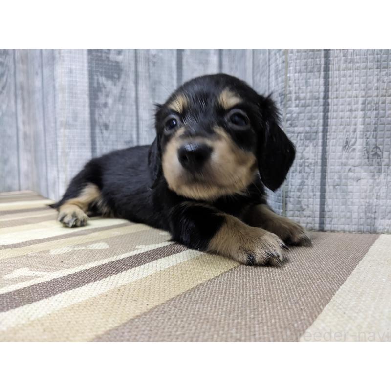 販売中の埼玉県のミニチュアダックスフンド(ロングヘアード)-441098の5枚目