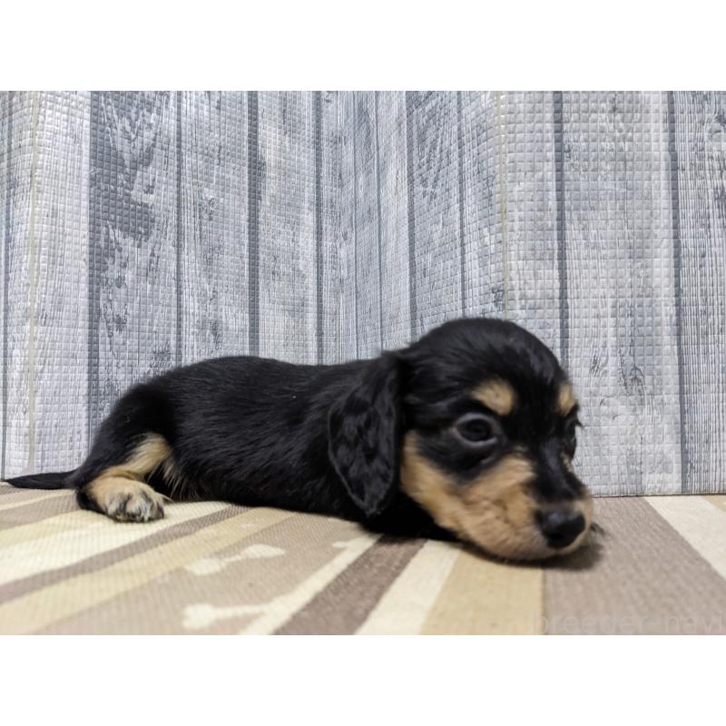 販売中の埼玉県のミニチュアダックスフンド(ロングヘアード)-441098の4枚目