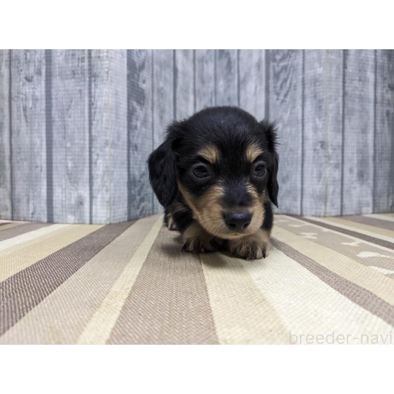 販売中の埼玉県のミニチュアダックスフンド(ロングヘアード)-441098の2枚目