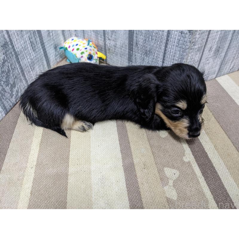 販売中の埼玉県のミニチュアダックスフンド(ロングヘアード)-441099の5枚目