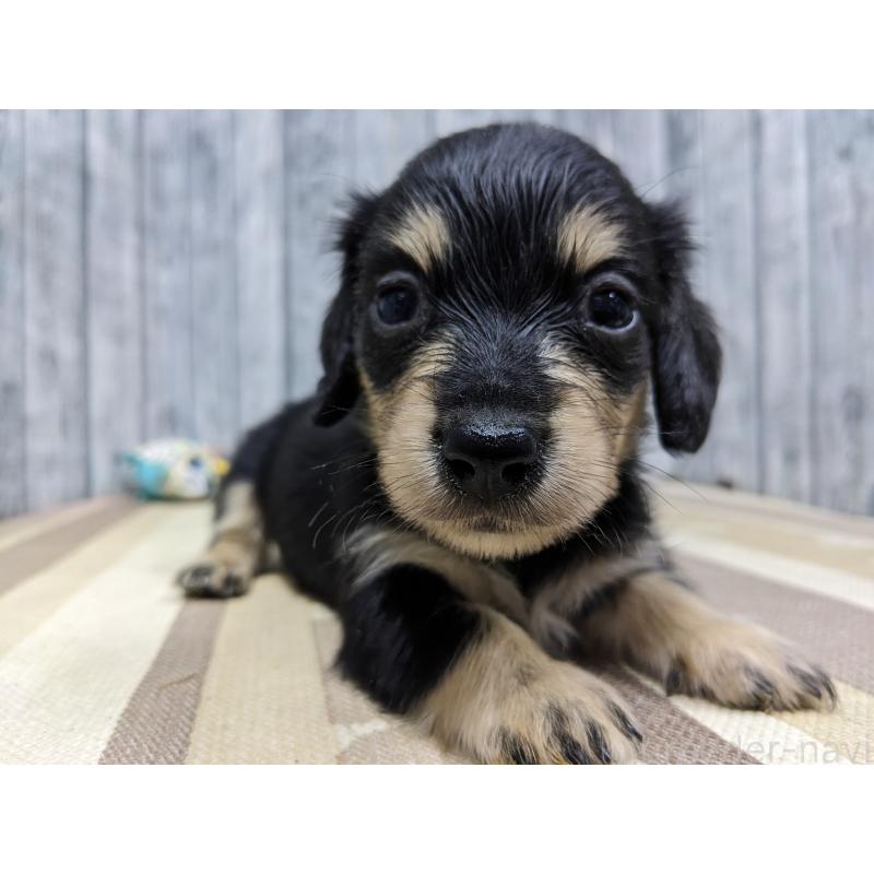 販売中の埼玉県のミニチュアダックスフンド(ロングヘアード)-441099の4枚目