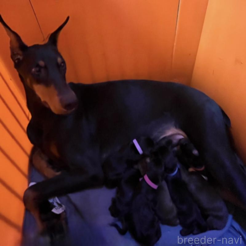 販売中の岩手県のドーベルマン-441101の3枚目