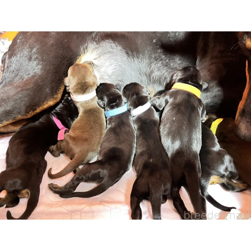 販売中の岩手県のドーベルマン-441101の2枚目