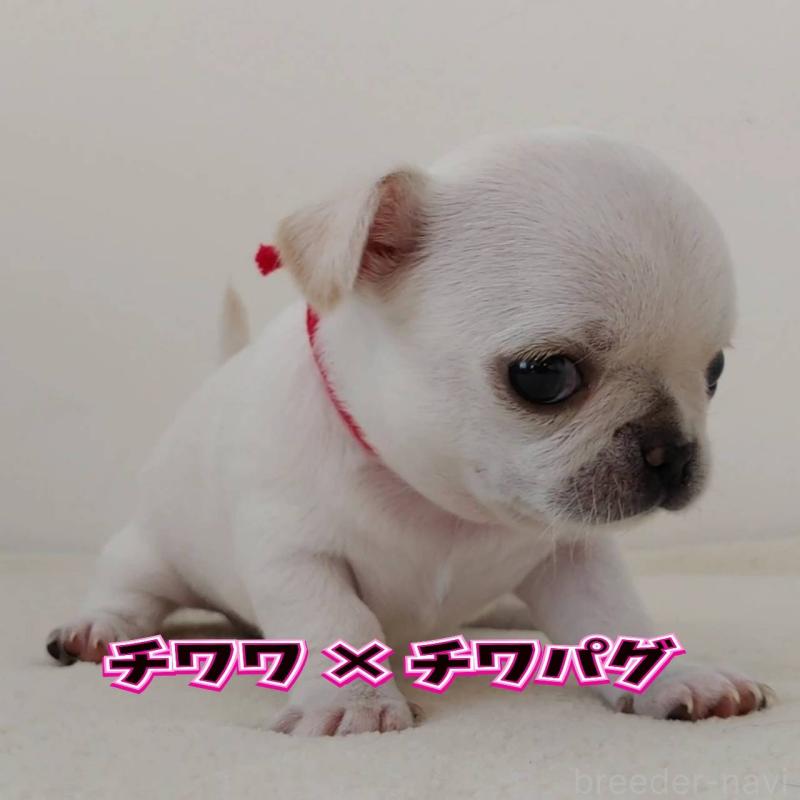 販売中の茨城県のチワパグ:チワワ×パグ-441102の1枚目