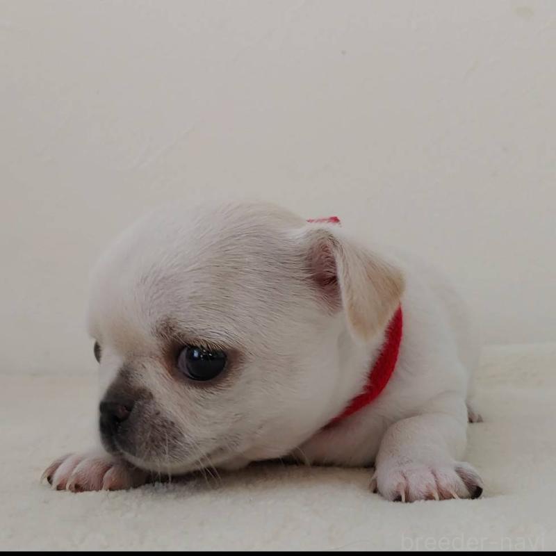 販売中の茨城県のチワパグ:チワワ×パグ-441102の11枚目