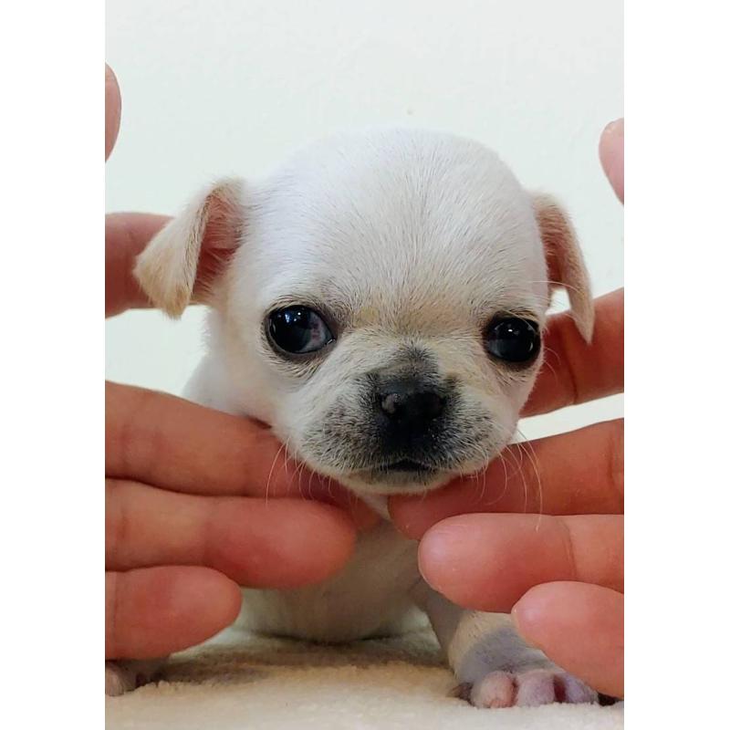販売中の茨城県のチワパグ:チワワ×パグ-441102の10枚目