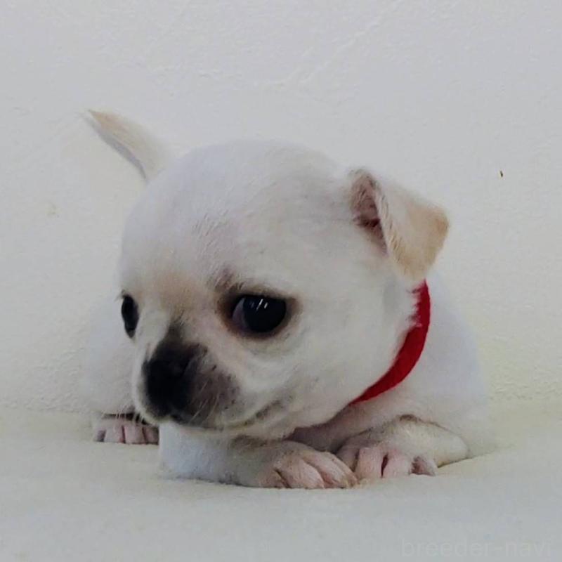 販売中の茨城県のチワパグ:チワワ×パグ-441102の6枚目