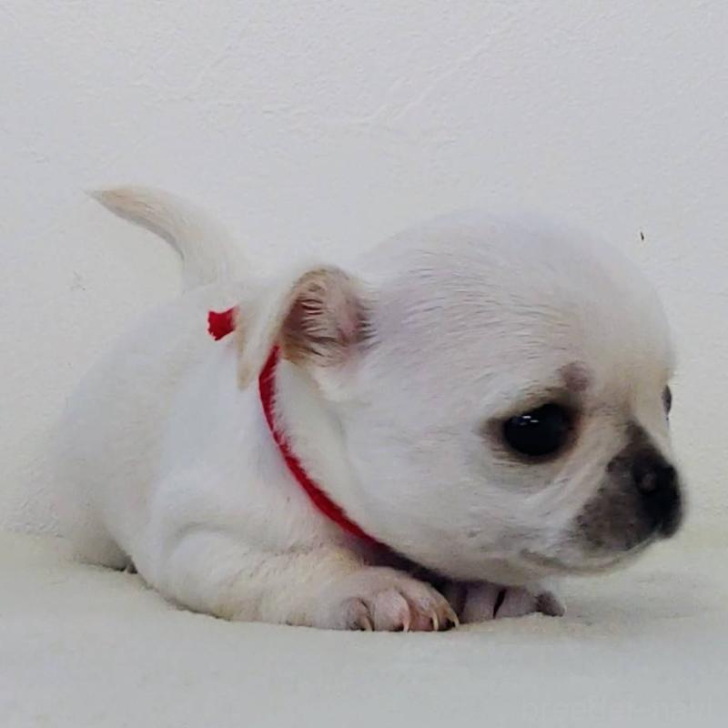 販売中の茨城県のチワパグ:チワワ×パグ-441102の5枚目