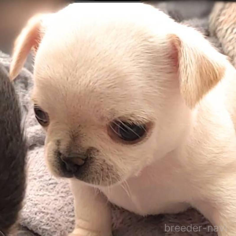 販売中の茨城県のチワパグ:チワワ×パグ-441102の2枚目