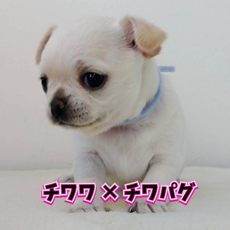 販売中の茨城県のチワパグ:チワワ×パグ-441103