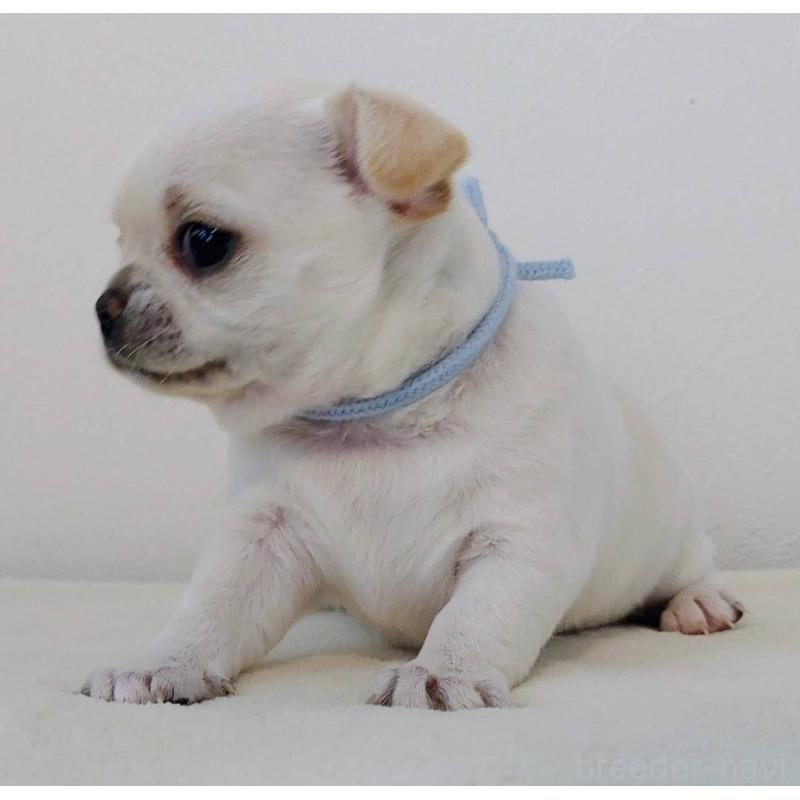 販売中の茨城県のチワパグ:チワワ×パグ-441103の15枚目