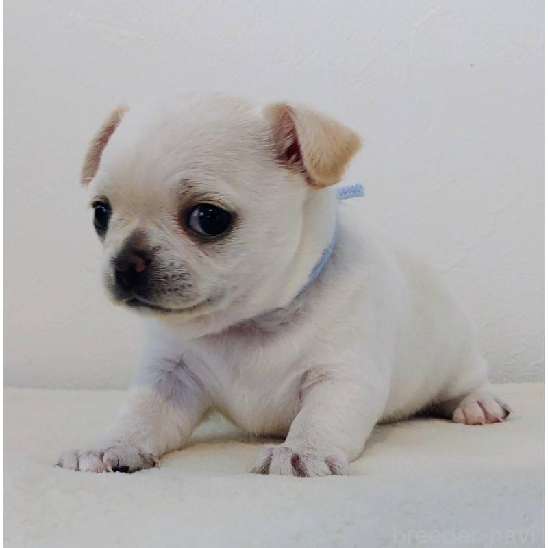 販売中の茨城県のチワパグ:チワワ×パグ-441103の16枚目