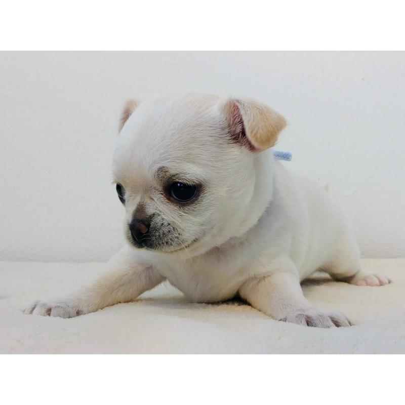 販売中の茨城県のチワパグ:チワワ×パグ-441103の14枚目