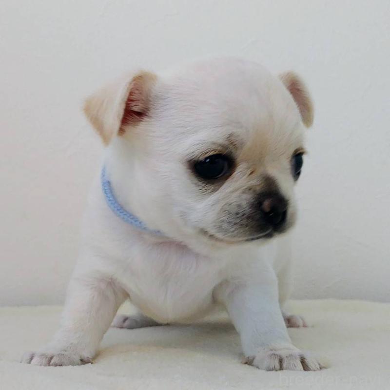 販売中の茨城県のチワパグ:チワワ×パグ-441103の13枚目