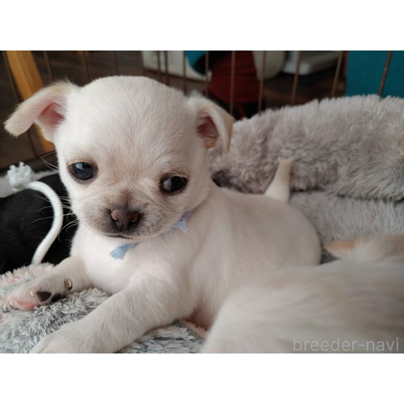 販売中の茨城県のチワパグ:チワワ×パグ-441103の11枚目