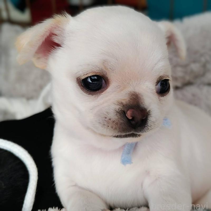 販売中の茨城県のチワパグ:チワワ×パグ-441103の10枚目