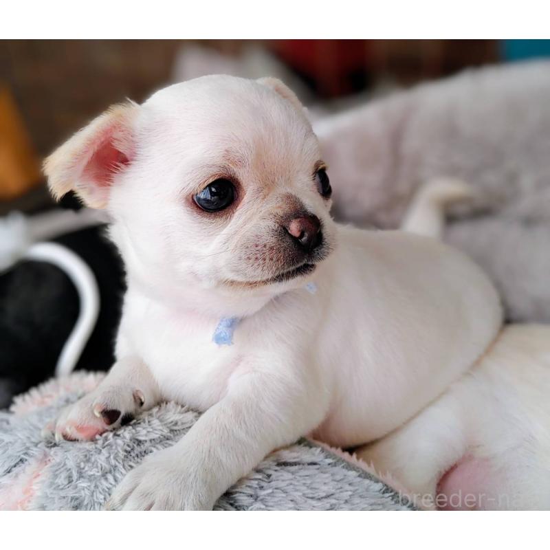 販売中の茨城県のチワパグ:チワワ×パグ-441103の9枚目