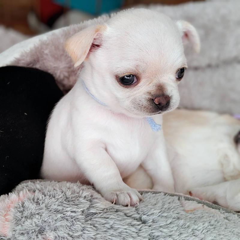 販売中の茨城県のチワパグ:チワワ×パグ-441103の8枚目