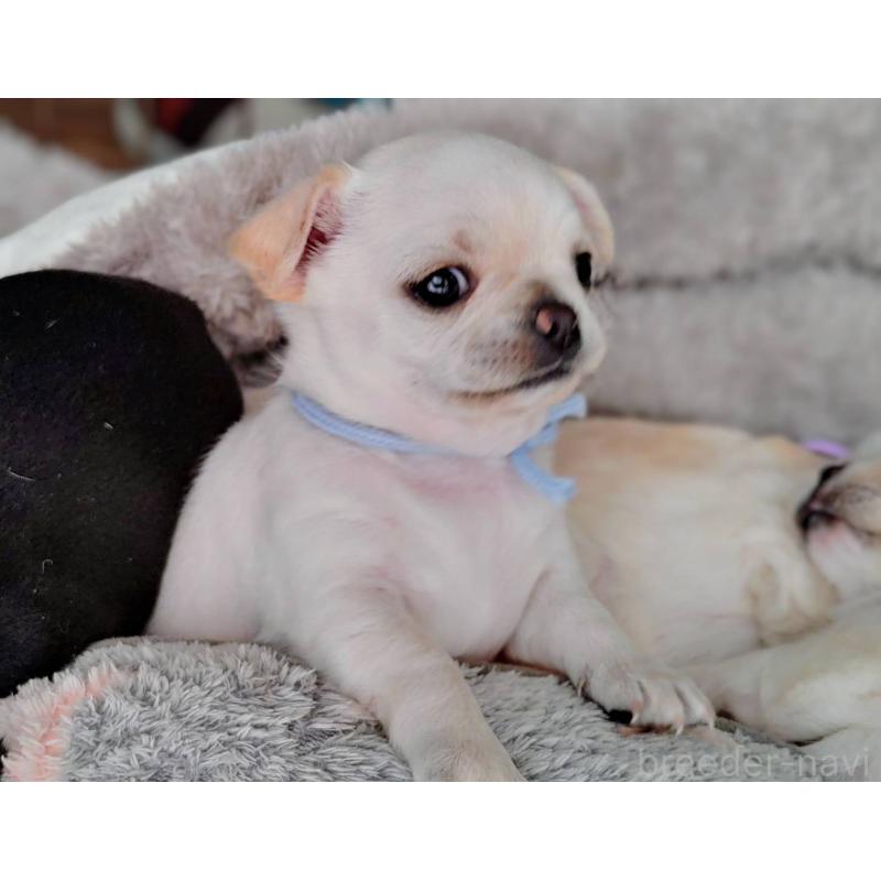 販売中の茨城県のチワパグ:チワワ×パグ-441103の7枚目