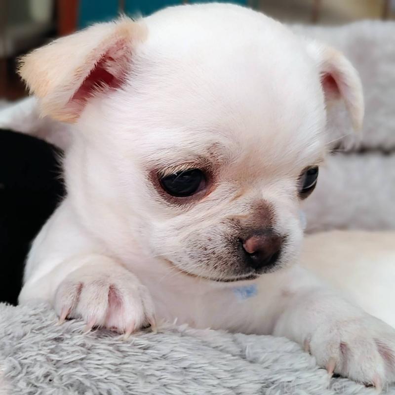 販売中の茨城県のチワパグ:チワワ×パグ-441103の6枚目