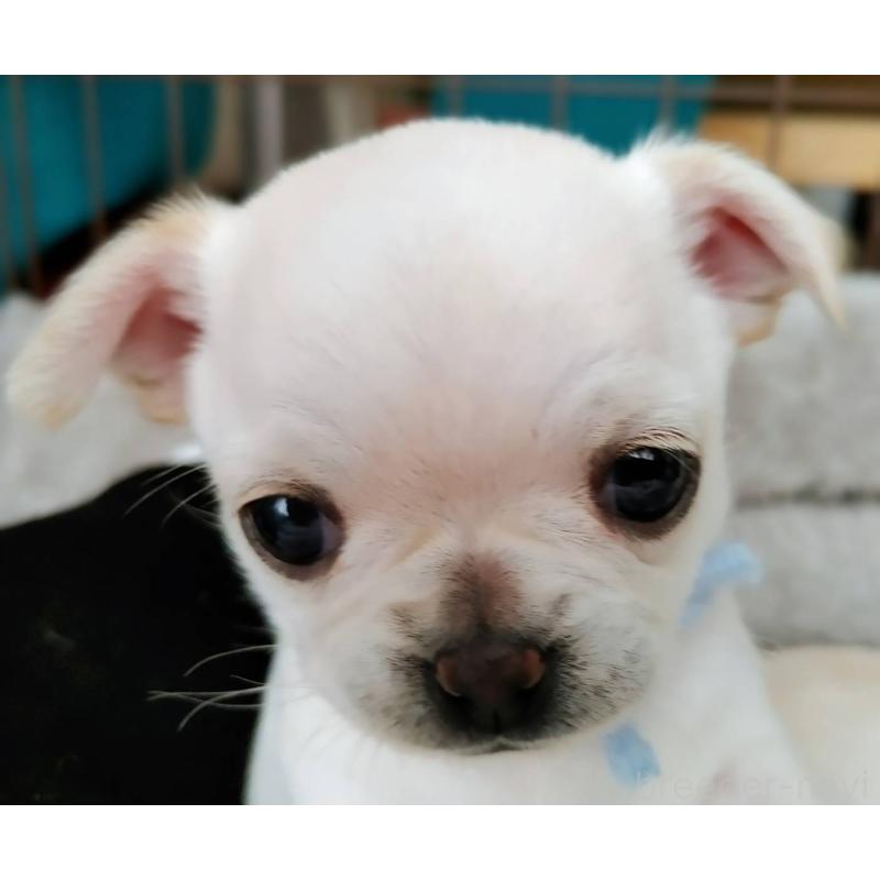 販売中の茨城県のチワパグ:チワワ×パグ-441103の4枚目