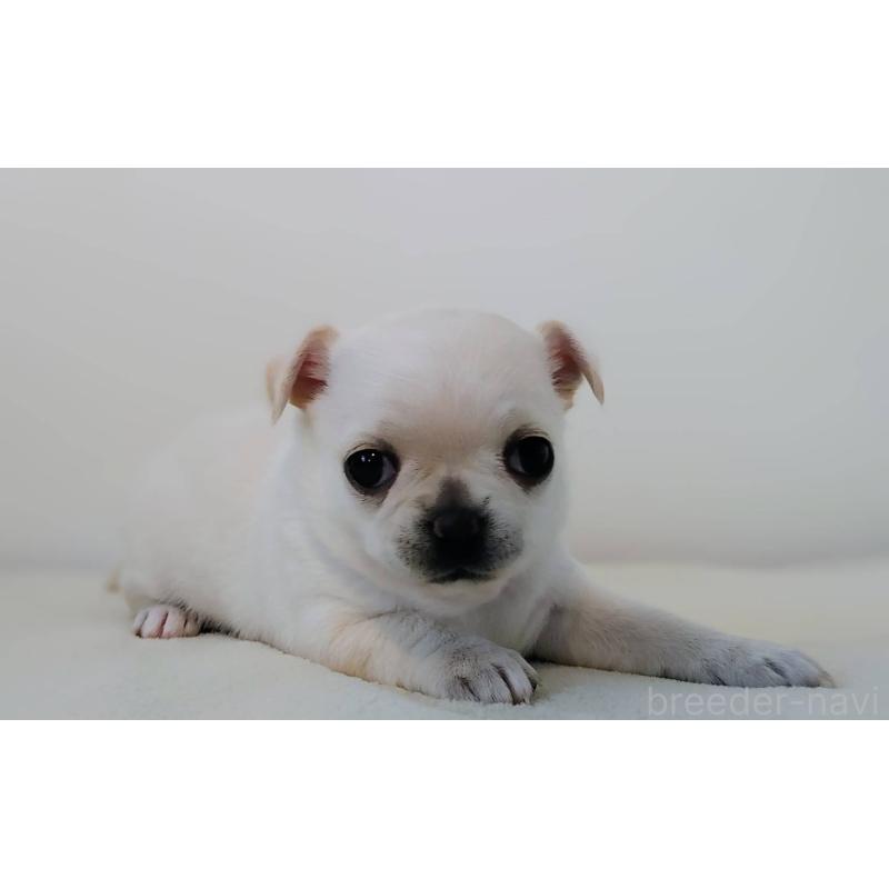 販売中の茨城県のチワパグ:チワワ×パグ-441103の5枚目